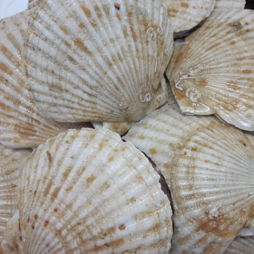 scallop